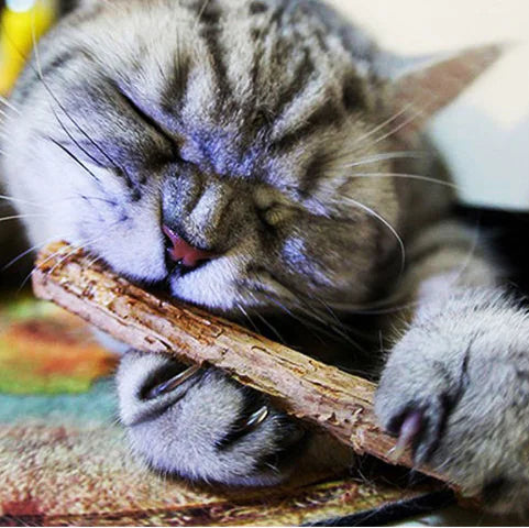 Natural Cat Chew Sticks with Fruit Flavor
